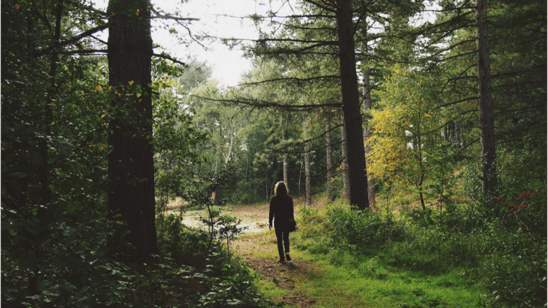 Walking in a Forest