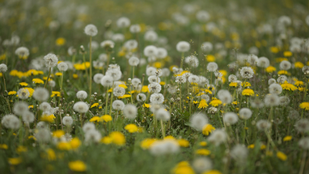 Dandelions