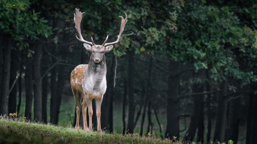 Deer in the forest