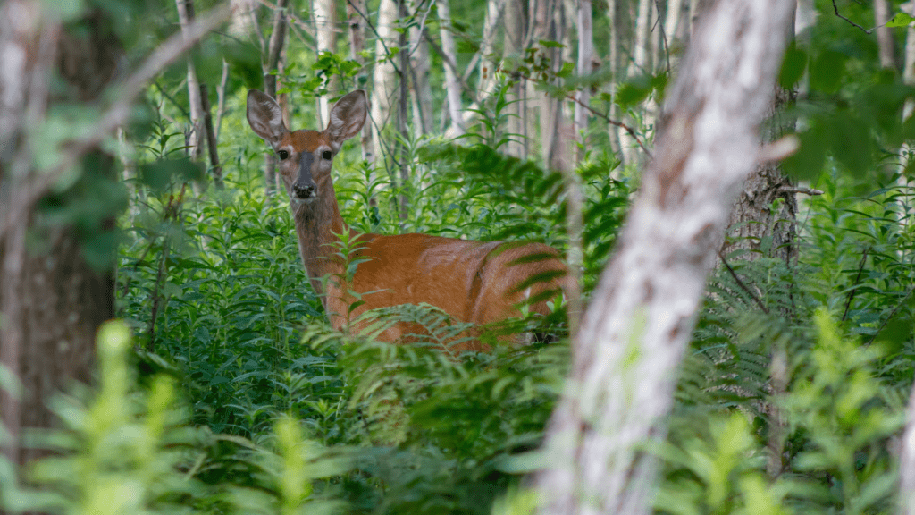 Protecting Forest Wildlife Habitats Current Threats and Effective Conservation Efforts