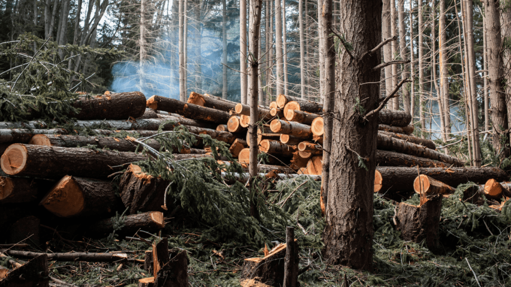 Sustainable Logging