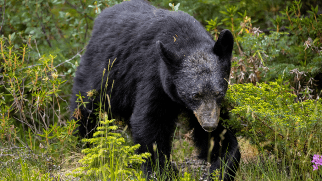 Black Bear 