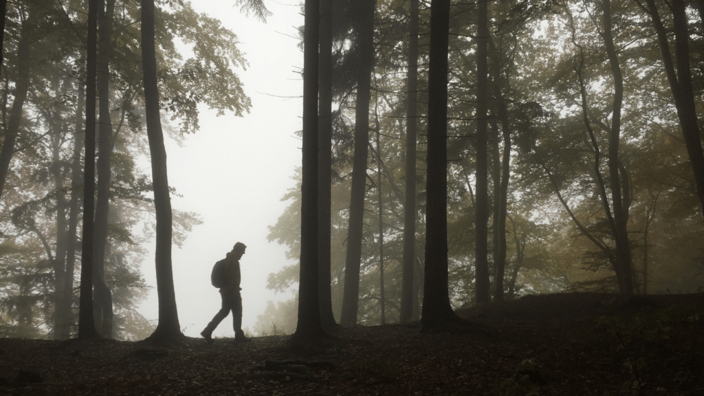 What to Do If You Get Lost in the Forest Essential Survival Tips and Techniques