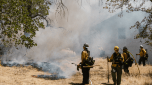 Wildfire Prevention Cutting Edge Forest Safety Measures You Need to Know