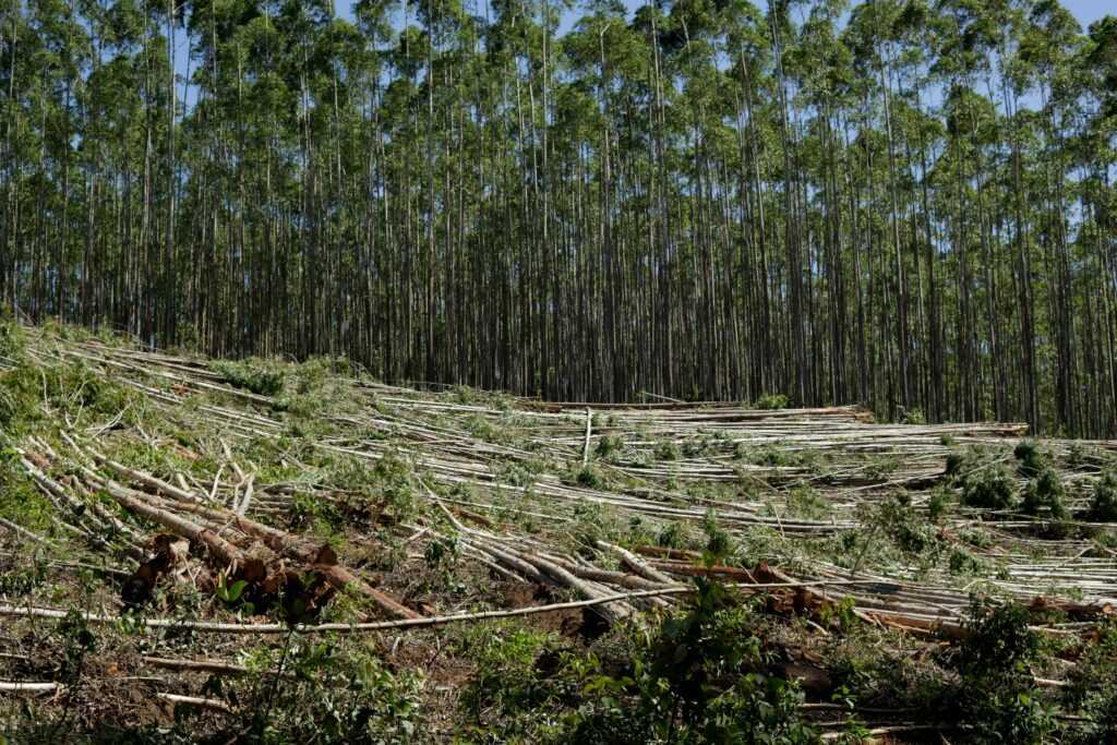 2026 deforestation analysis