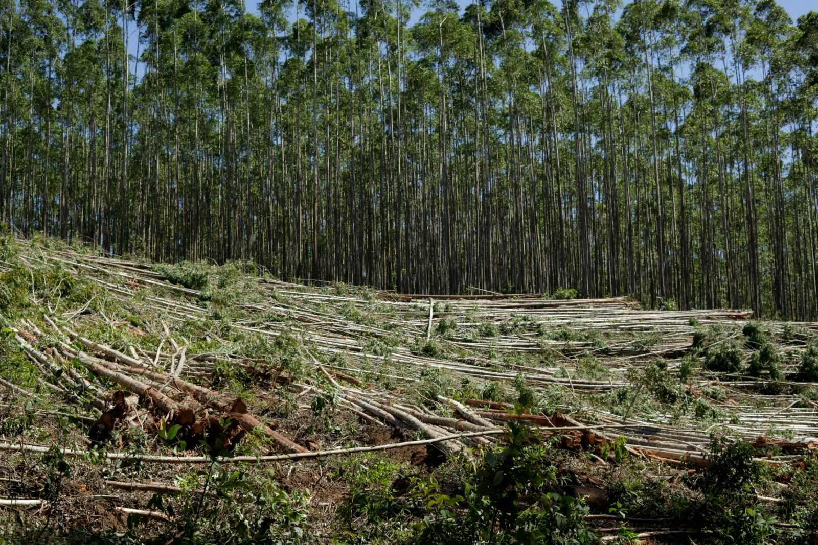 2026 deforestation analysis