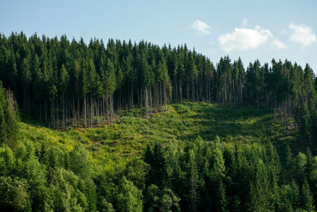 2026 forest conservation policies