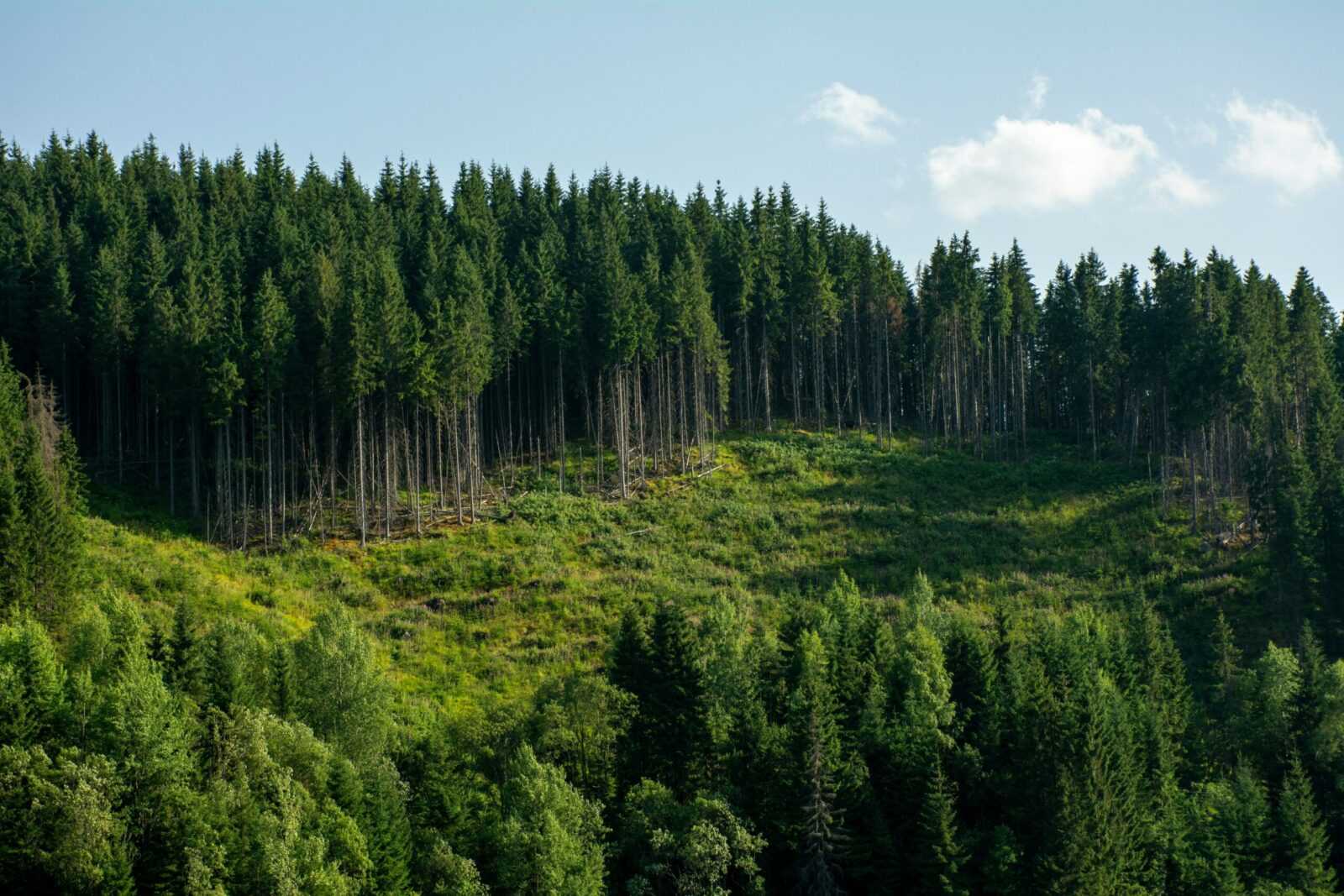 2026 forest conservation policies