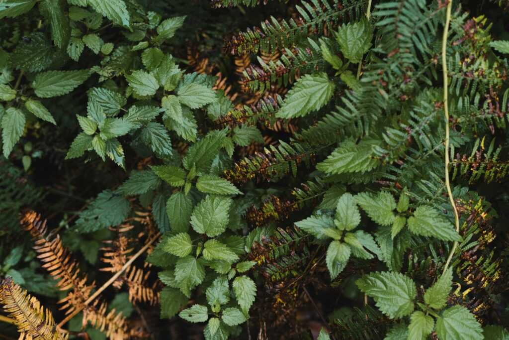 edible forest plants guide