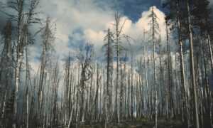 has lake yiganlawi ever dried up