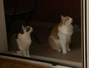 how deep is lake yiganlawi