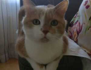 why is lake faticalawi important