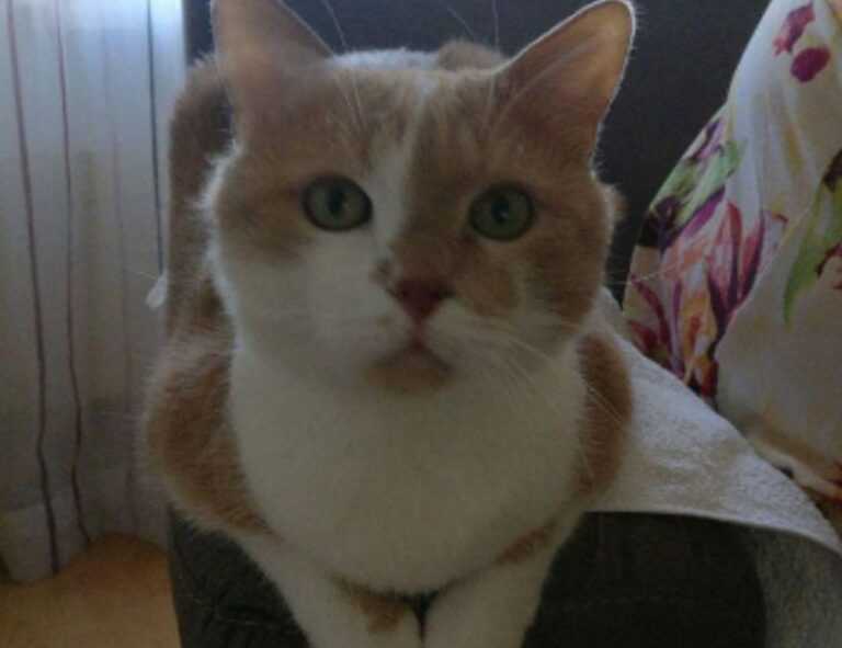 why is lake faticalawi important