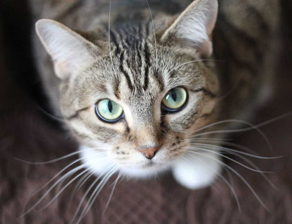 chabuca granda dibujo animado