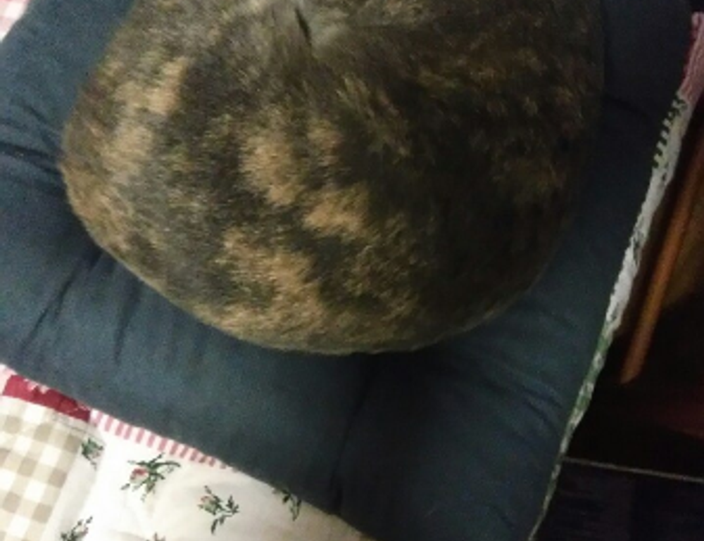 godinez el chavo cuerpo completo