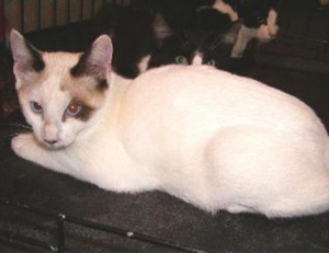 godinez el chavo cuerpo completo