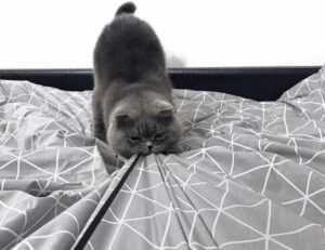 goedemorgen bloemen gif