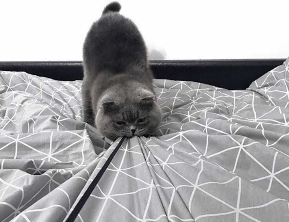 goedemorgen bloemen gif