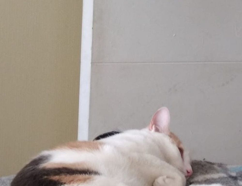 komban bus skin download light