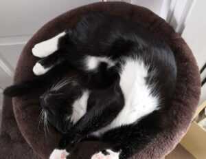 komban bus skin download light