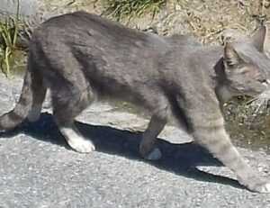 my melody y kuromi para colorear