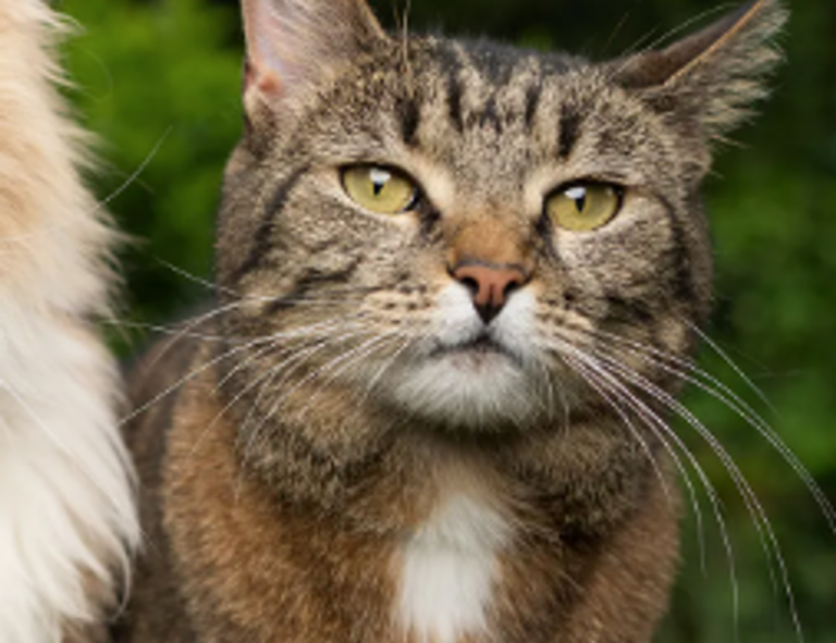 reborn as the enemy prince sub indo