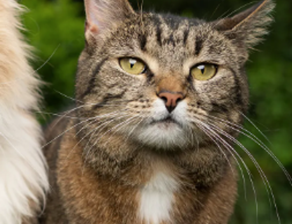 reborn as the enemy prince sub indo