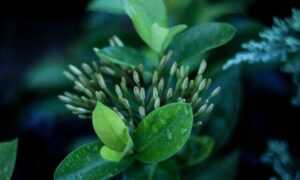 thecosmonaut onlyfans