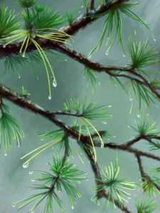 yali capkini sub indonesia lk21